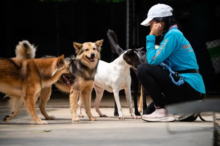 A behaviour team member with a group of dogs
