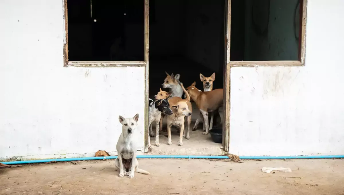 Street dogs gathered in a doorway