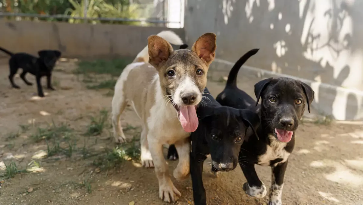 Rescued puppies playing together