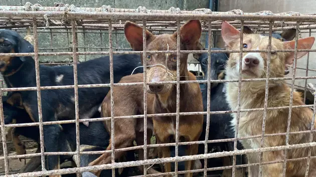 Dogs rescued from the meat trade, waiting in a crate